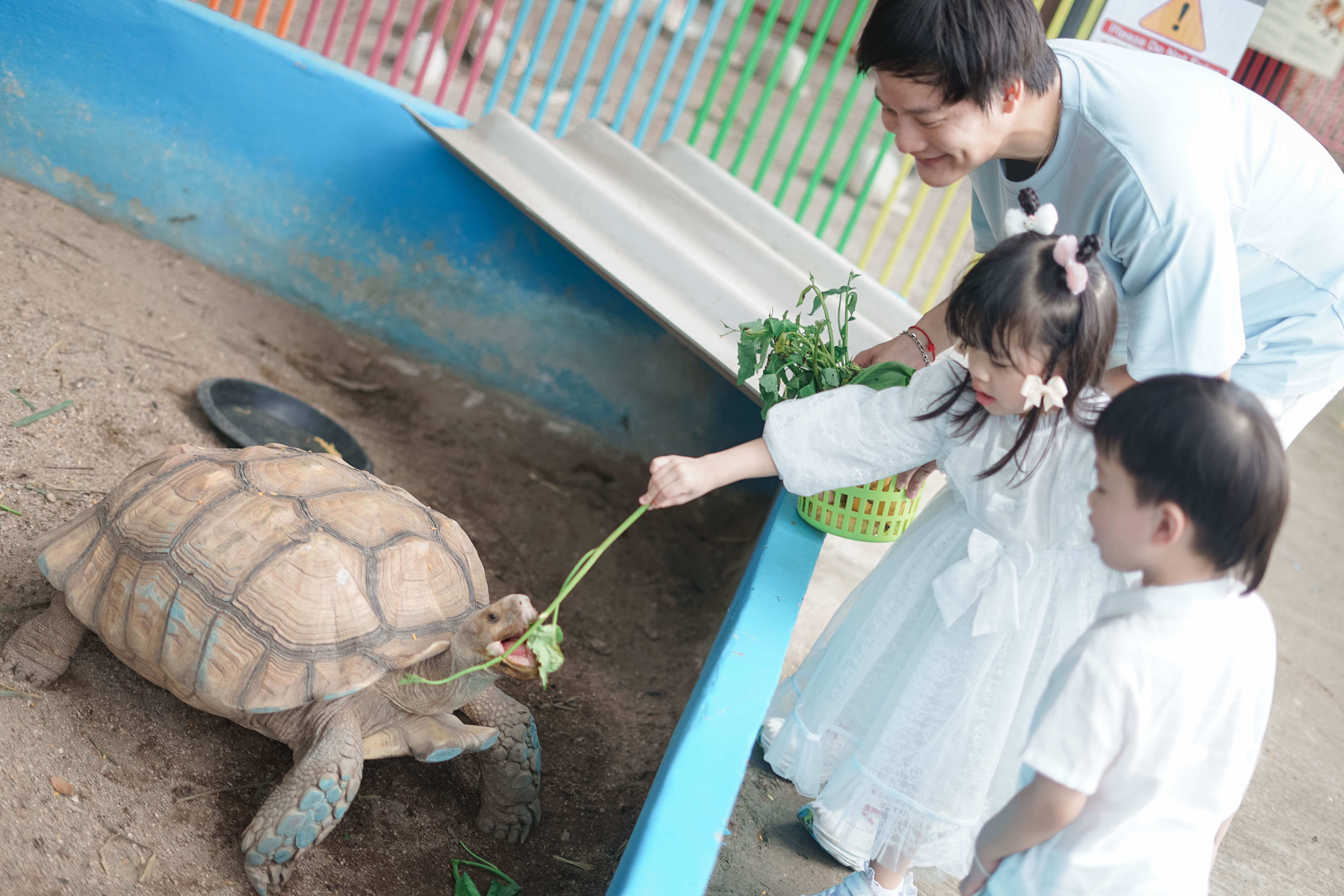 สัมผัสสัตว์ — ป้อนอาหารเต่ายักษ์
